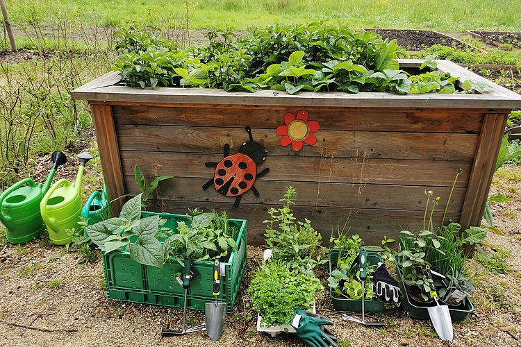 Interkultureller Garten, Hochbeet mit Kräutern und Gemüse